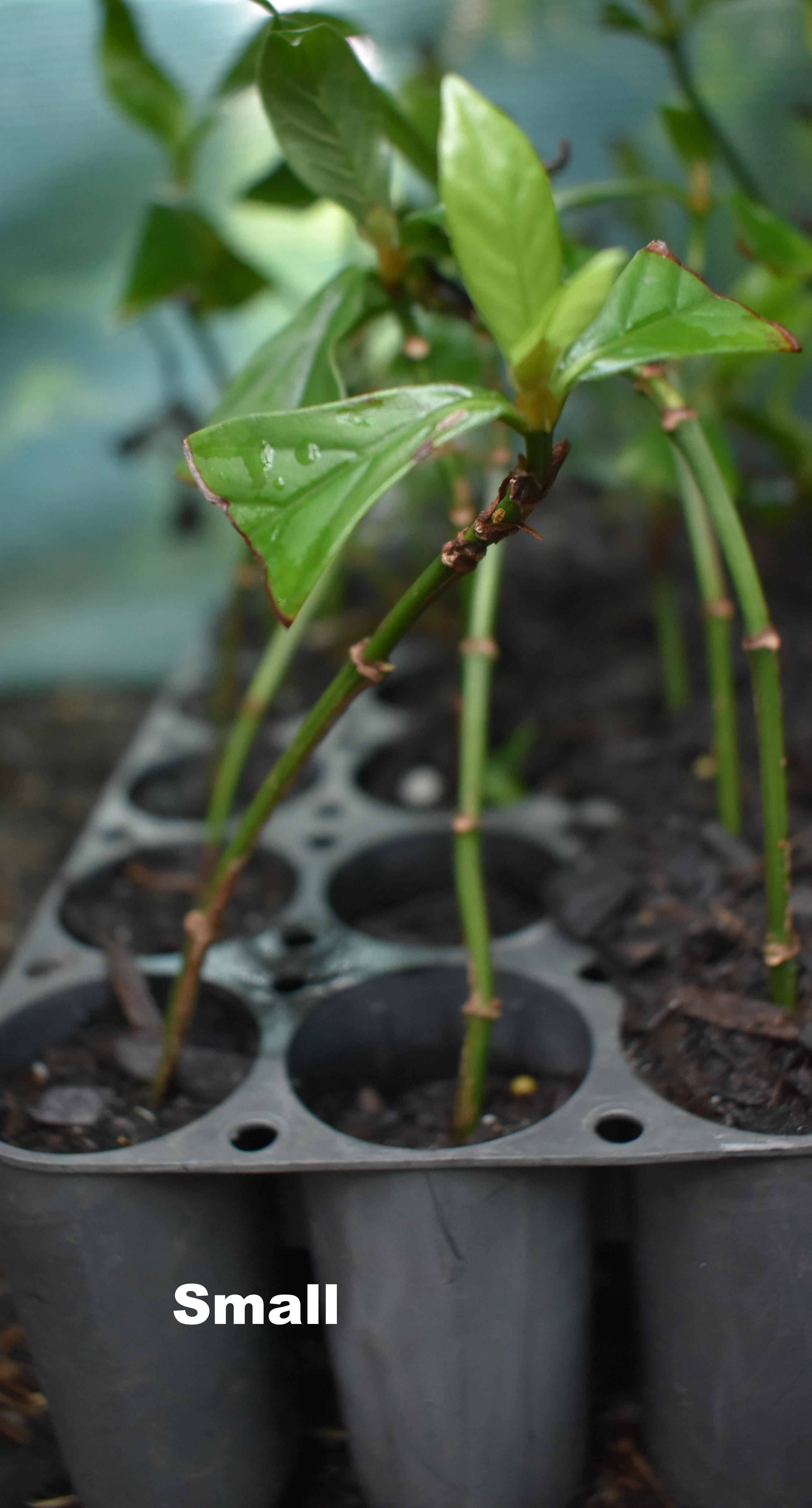 Psychotria viridis – Image 4