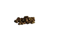 5 Hawaiian Baby Woodrose Seeds – Image 3