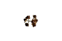 5 Hawaiian Baby Woodrose Seeds – Image 2