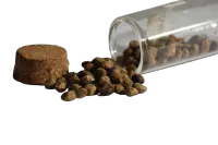 5 Hawaiian Baby Woodrose Seeds – Image 1