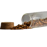 5 Hindi Datura Seeds – Image 1