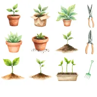 Garden Plant Clipart PNG - Extended License – Image 5