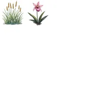 Canadian Wildflower Clipart PNG - Extended License – Image 4