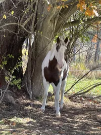 Elijah 2008 Brown & White Paint gelding – Image 1
