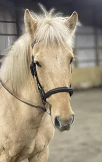 Judeau: 2018 Icelandic/Rocky Mt Palomino gelding. – Image 1