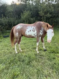 Jax: 2018 Strawberry Roan Paint gelding. – Image 1