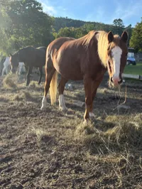 Mopsy: 2012 Roan pony. – Image 3