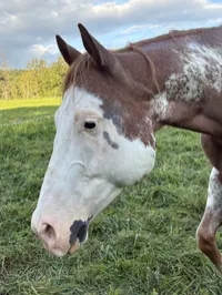 Jax: 2018 Strawberry Roan Paint gelding. – Image 3