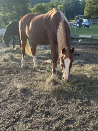 Mopsy: 2012 Roan pony. – Image 2