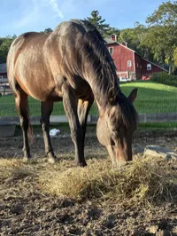 Chocolate Mousse: 2009 Appaloosa pony. – Image 3