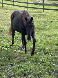 Casca: 2009 Bay mare. – Image 1