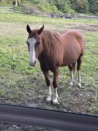  Shiloh: 2004 Chestnut mare. – Image 1