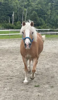  Gus: 2007 Palomino gelding. – Image 1