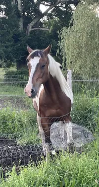 Diego: 2001 Paint gelding. – Image 1