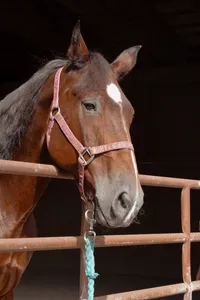 Maverick: 2006 Bay Draft Cross gelding. – Image 1