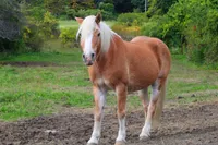  Gus: 2007 Palomino gelding. – Image 3