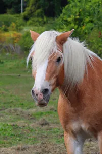  Gus: 2007 Palomino gelding. – Image 2