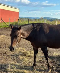 Chocolate Mousse: 2009 Appaloosa pony. – Image 1