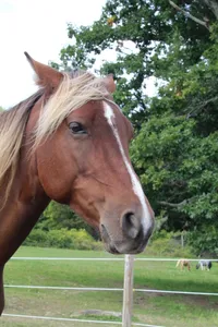 Cappuccino: 2016 Paso Fino gelding – Image 3