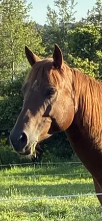 Serafina: DOB 2022 Chestnut mare. – Image 1