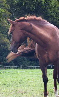 Hadarah: 2020 Red Dunn mare. – Image 4