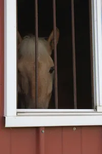 Judeau: 2018 Icelandic/Rocky Mt Palomino gelding. – Image 2