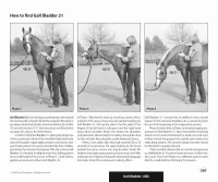 Acupressure Point Charts for Horses book + 6-Page Laminated Chart – Image 5