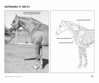 Acupressure Point Charts for Horses book + 6-Page Laminated Chart – Image 4
