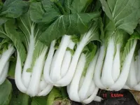 Scorta PAK CHOI – Image 1