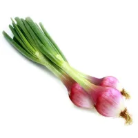 Cipollotti - Mazz – Immagine 5