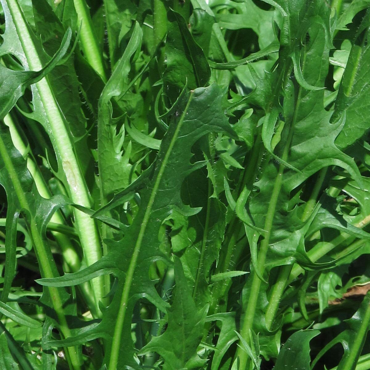 Catalogna – Image 2