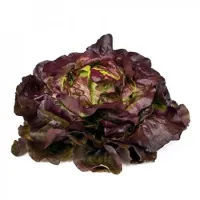Lattuga Cappuccia – Image 5