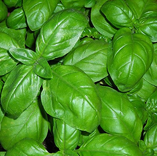 Basilico – Image 2