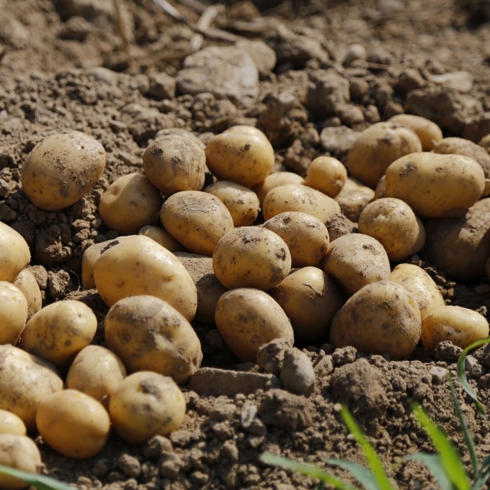 Patate Novelle – Image 2