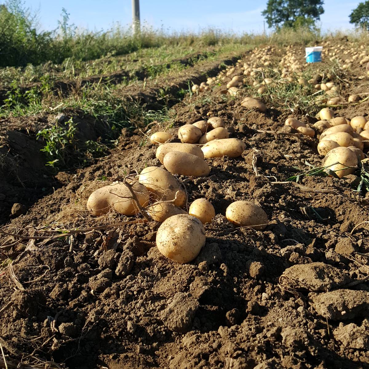 Patate Novelle – Image 3
