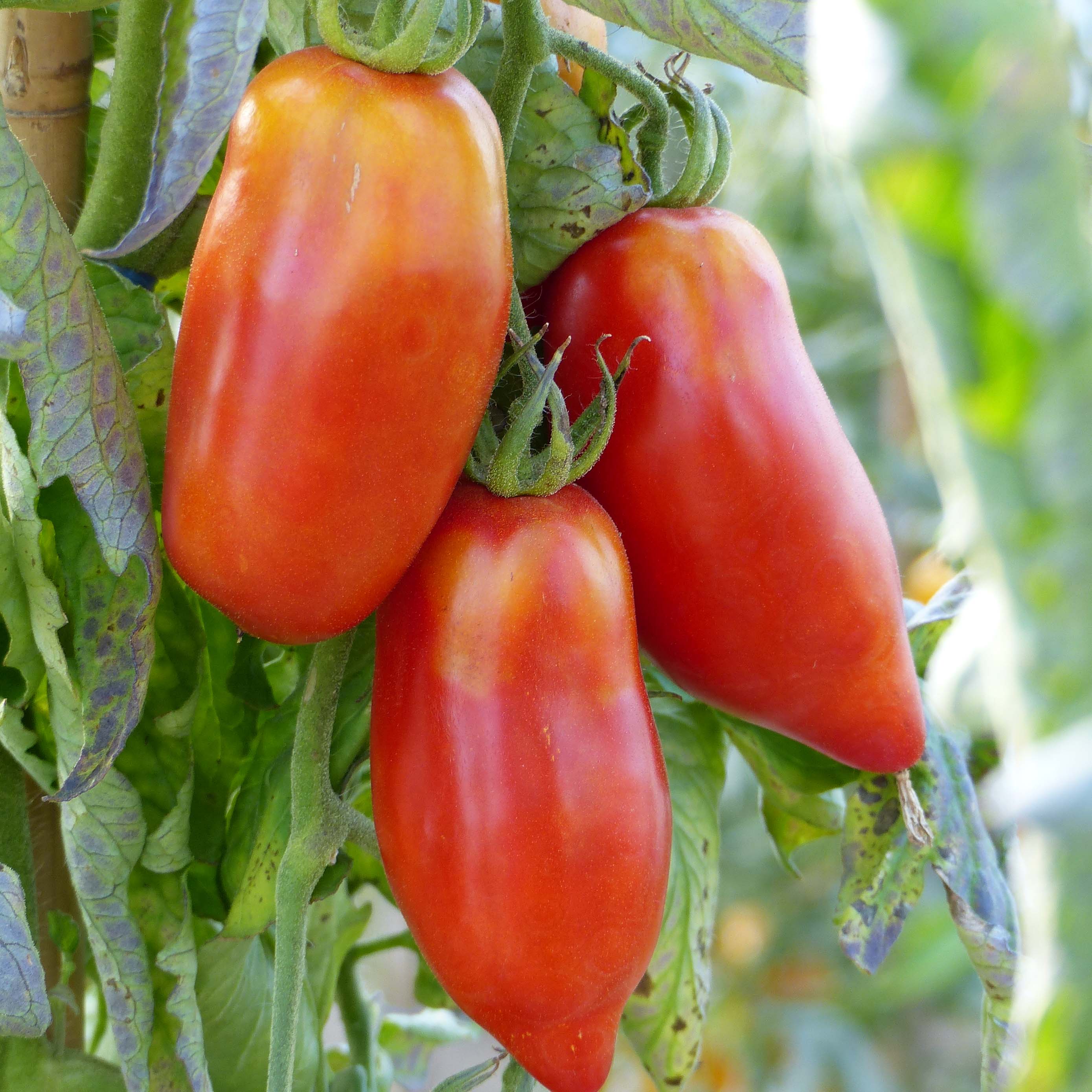 Pomodoro Corno Rosso – Image 1