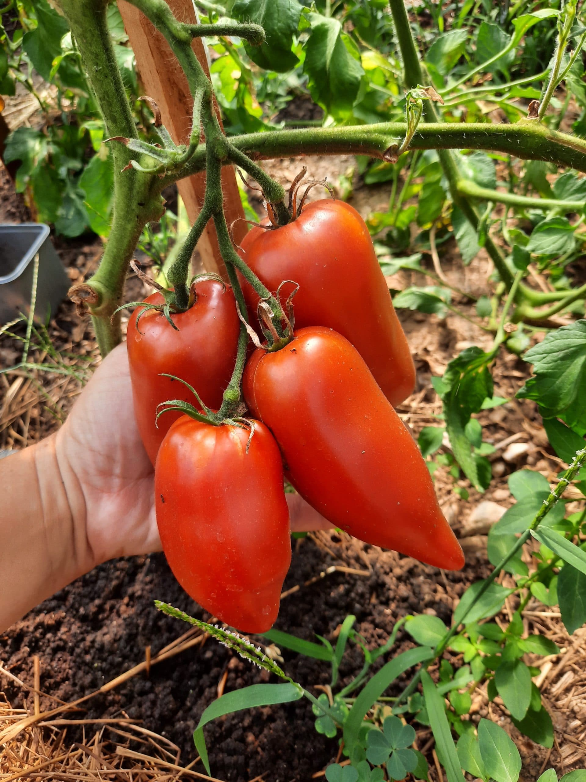 Pomodoro Corno Rosso – Image 2