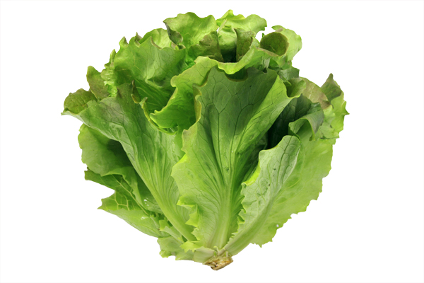Lattuga Canasta – Image 4