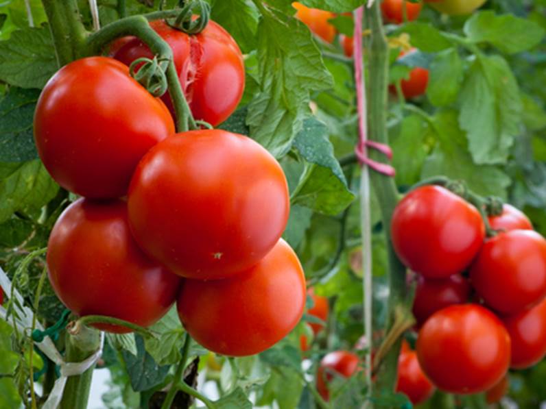Pomodoro Tondo – Image 2