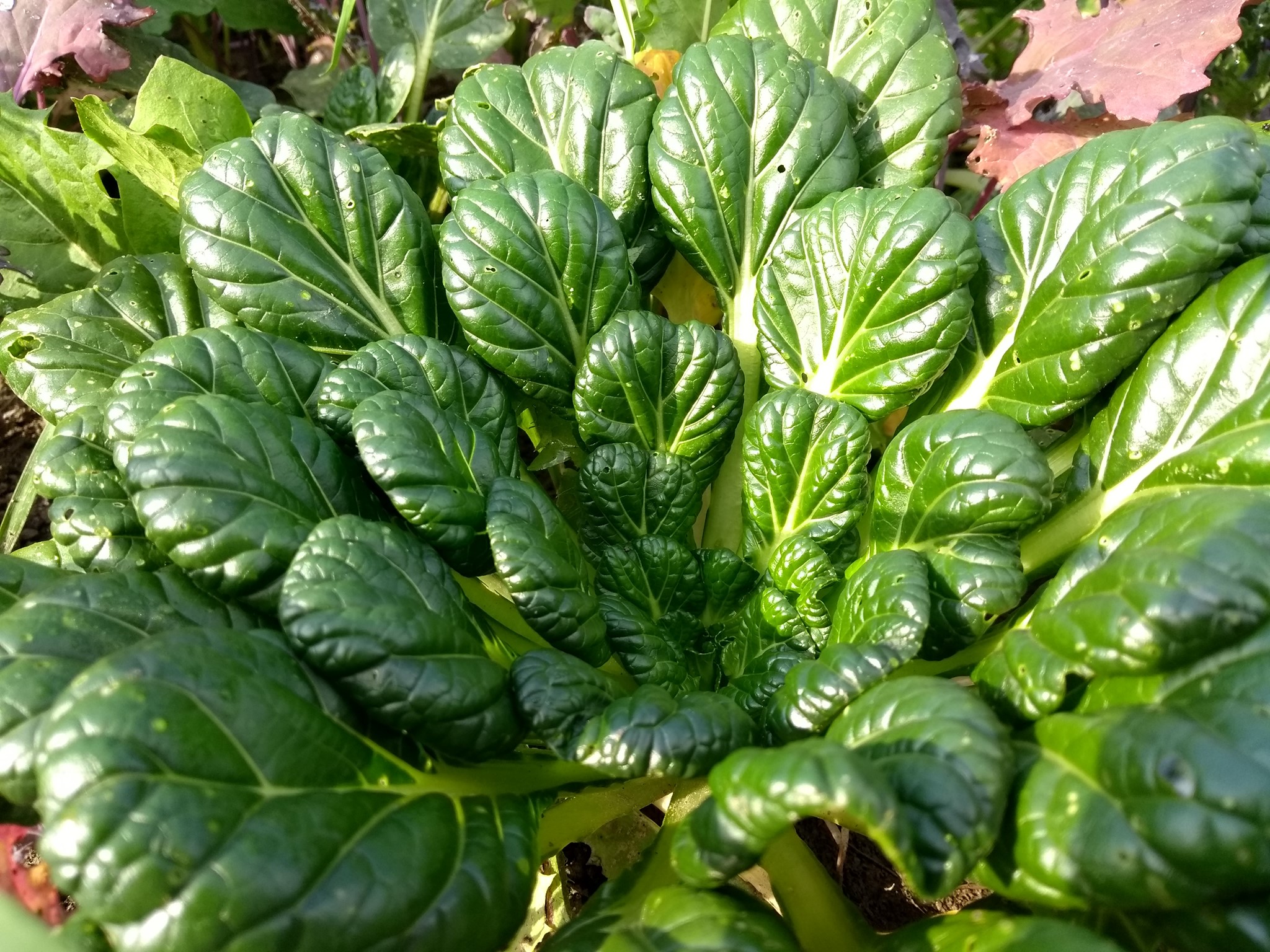 Tatsoi – Image 1