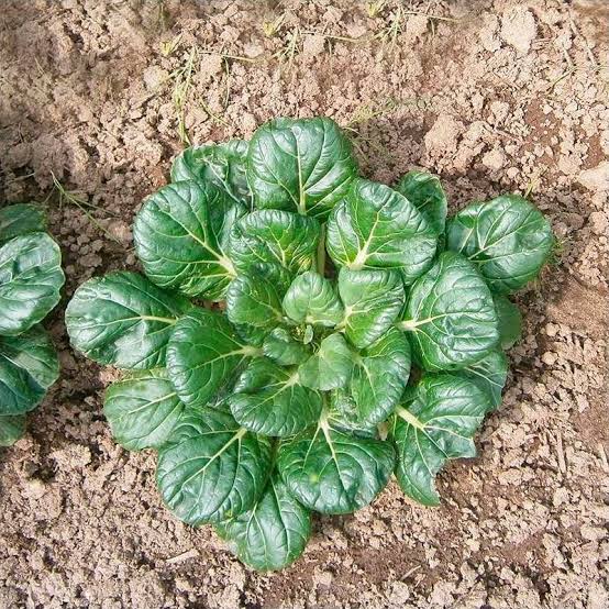 Tatsoi – Image 2