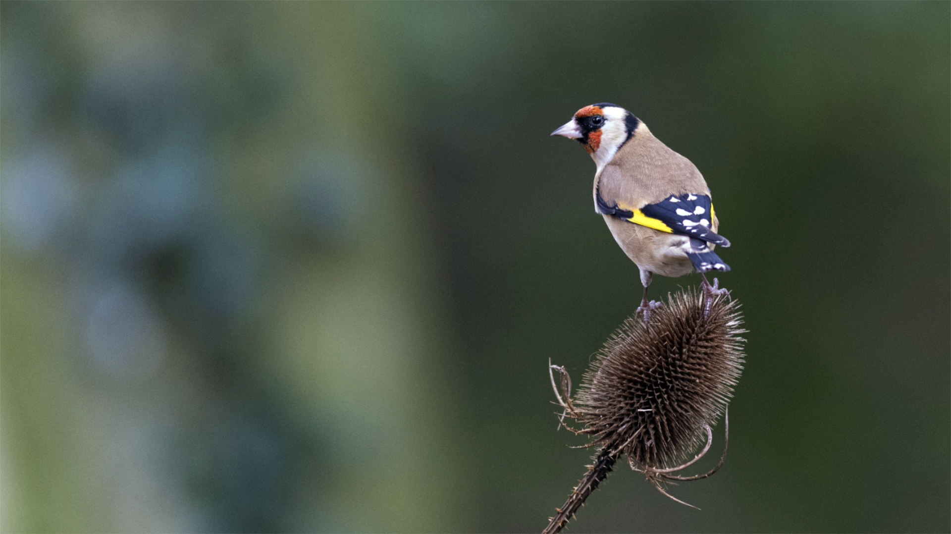 Supporting Garden Birds | Expert Q&A Replay – Image 2