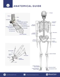 Guide: Anatomical Roadmap – Image 3