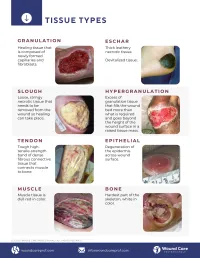 Guide: Tissue Types – Image 3