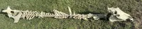Articulated real equine spine – Image 1