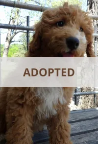 F1-B Mini Goldendoodle Puppy - Chizzy – Image 1