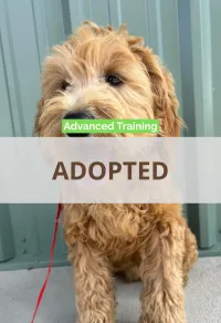 F1-B Mini Goldendoodle Puppy - Dino – Image 1
