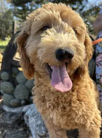 F1-B Mini Goldendoodle Puppy - Snoopy – Image 2