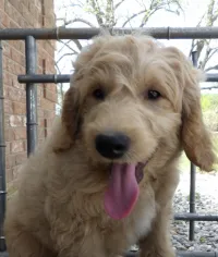F1-B Mini Goldendoodle Puppy - Dash – Image 1