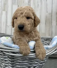 F1-B Mini Goldendoodle Puppy - Duke – Image 1